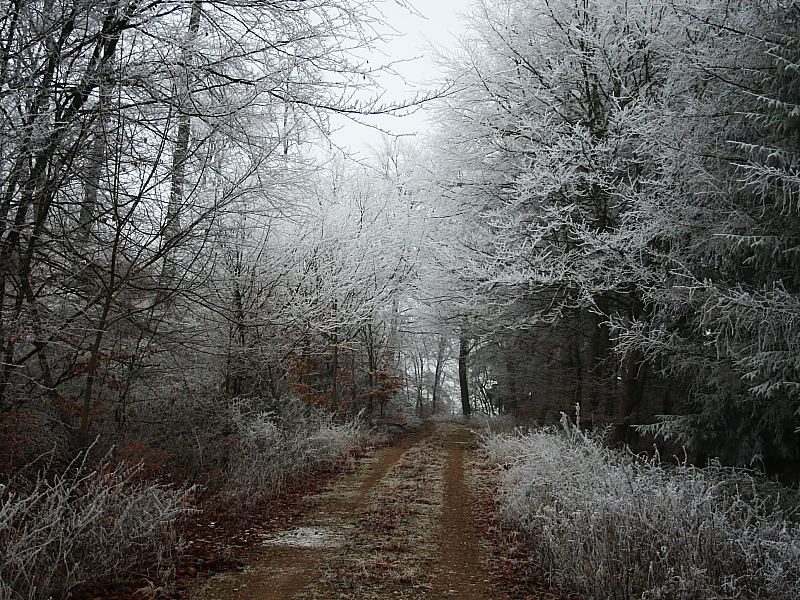 Herbstlicher Waldweg im Raureif